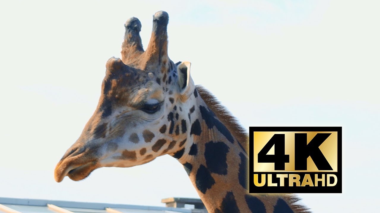 Giraffe head 4k