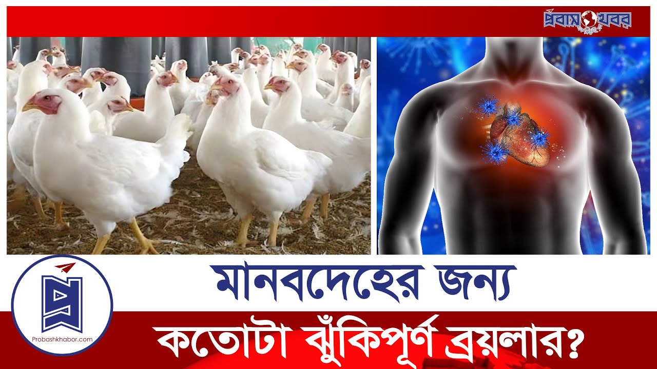 ব্রয়লার মুরগি খেলে কি শরীরের ক্ষতি হয়? | ব্রয়লার মুরগি | Probash Khabor