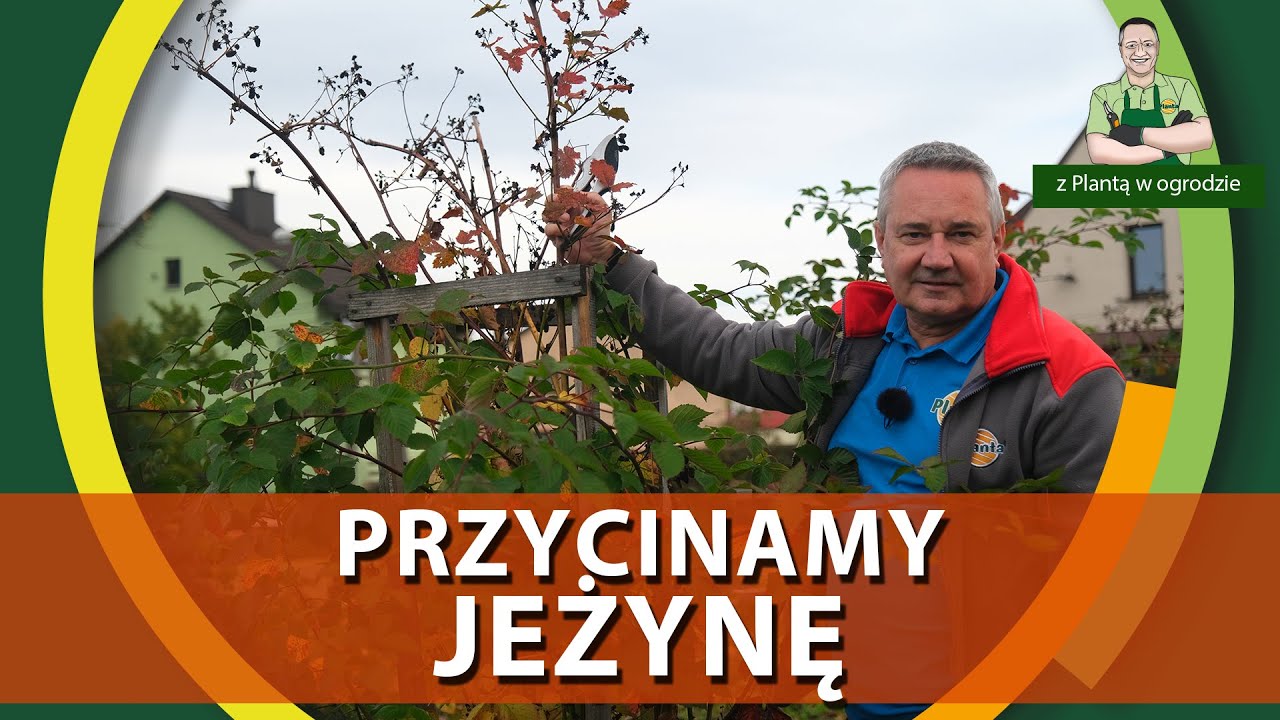 Jak przycinać jeżynę bezkolcową - Z PLANTĄ W OGRODZIE