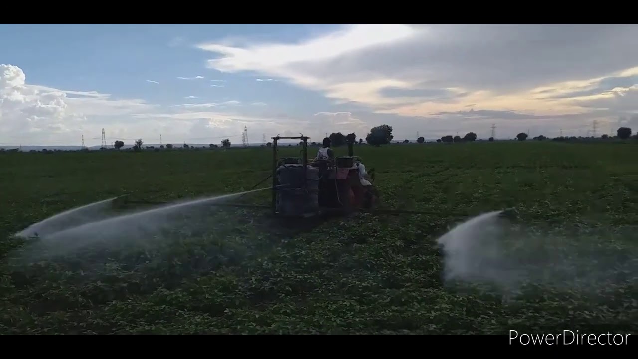 Black gram cultivation pesticides spraying