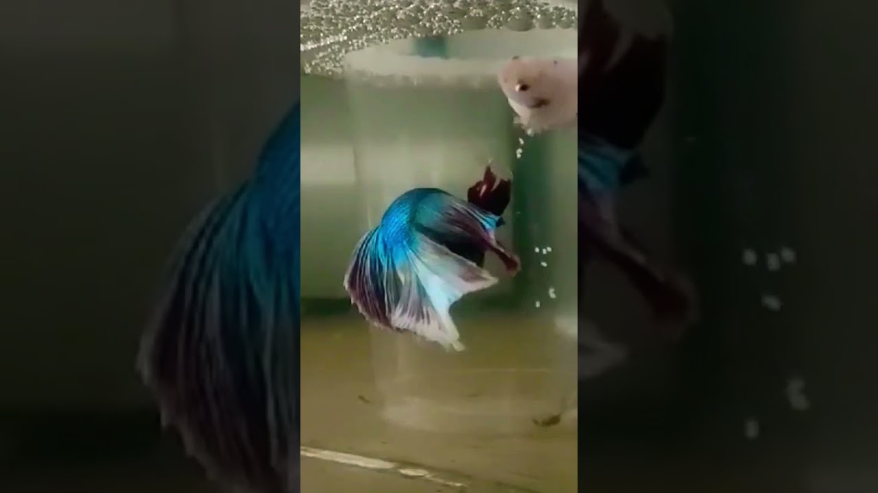 #bettafish #betta #bettabreedingtank #bettabreeder #bettabreedingcontainer #bettabreeding #fighter