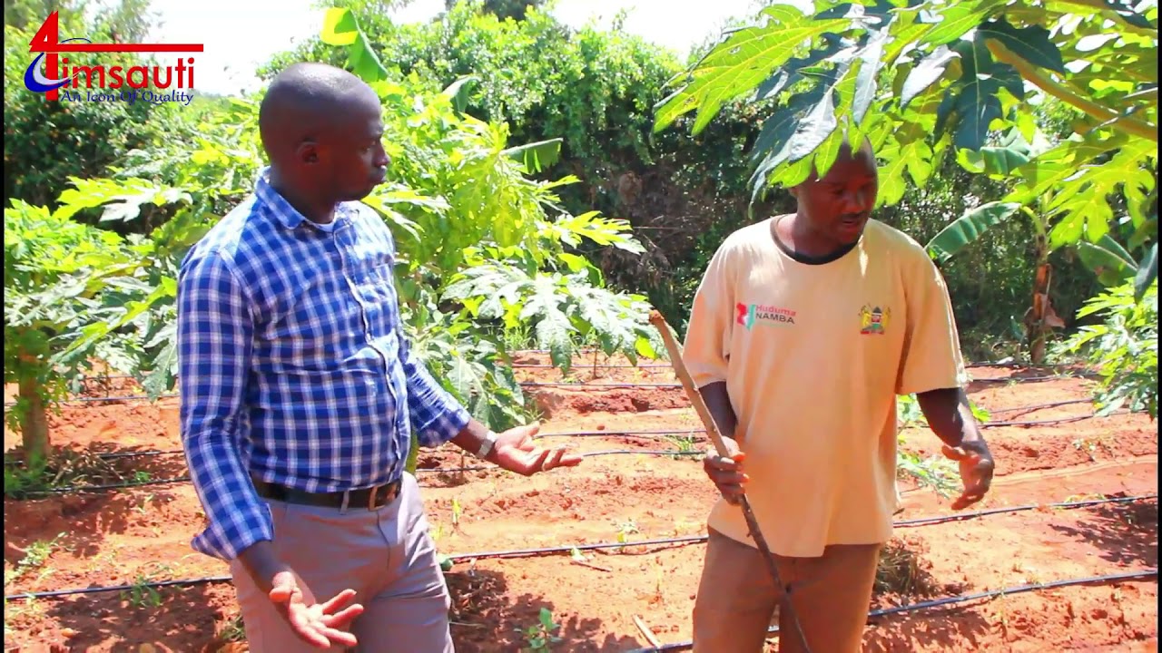 How to Make Your First Million from Pawpaw Farming in 2025 | Soil to Success (Part 2)