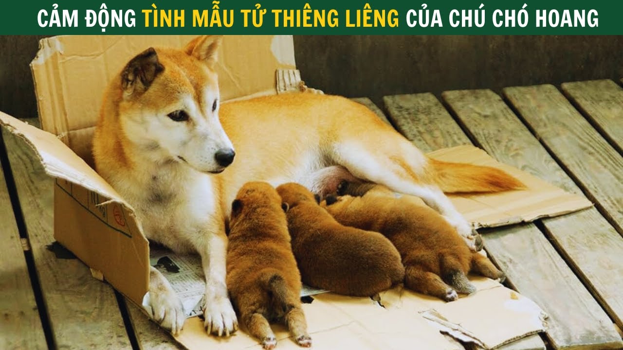 Cảm động trước tình mẫu tử thiêng liêng của chú chó hoang, Review phim cảm động nhất về loài chó