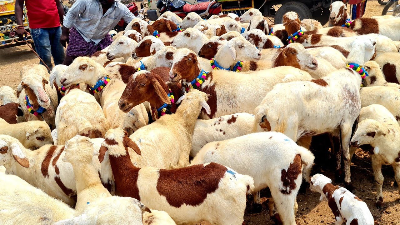Vinukonda sheep market | Monday sheep market