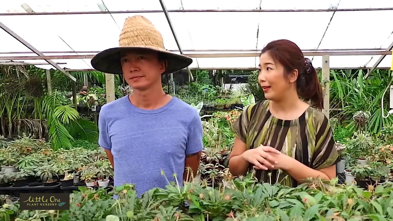 How to collect Dorstenia seed การเก็บเมล็ดมะพร้าวทะเลทราย