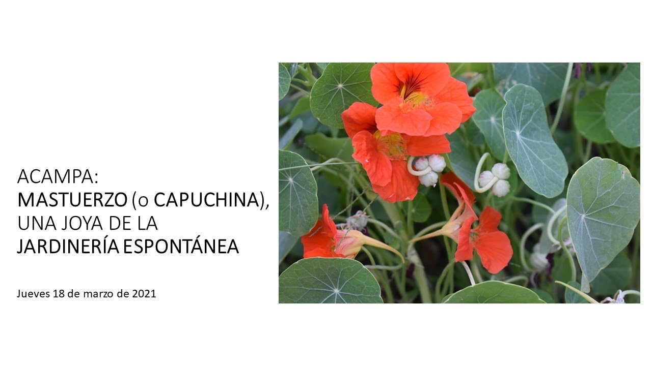 MASTUERZO O CAPUCHINA, UNA JOYA DE LA JARDINER&Iacute;A ESPONT&Aacute;NEA j180321 JardEspntn (RNG)