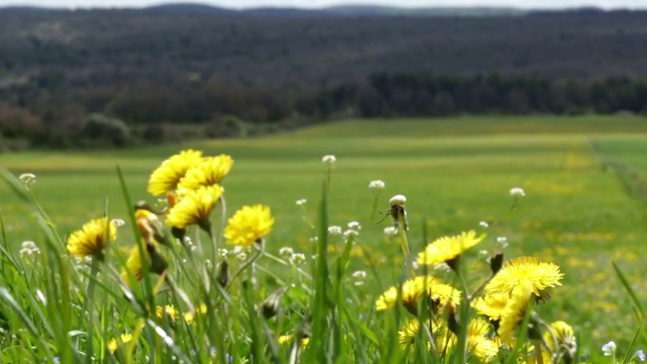 Prairie Permanente
