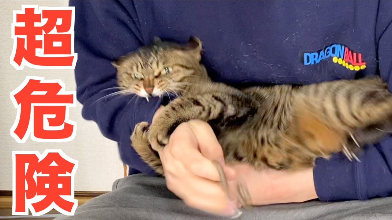危険度S級の猛獣の爪切り...誰か代わりにやってくれ...