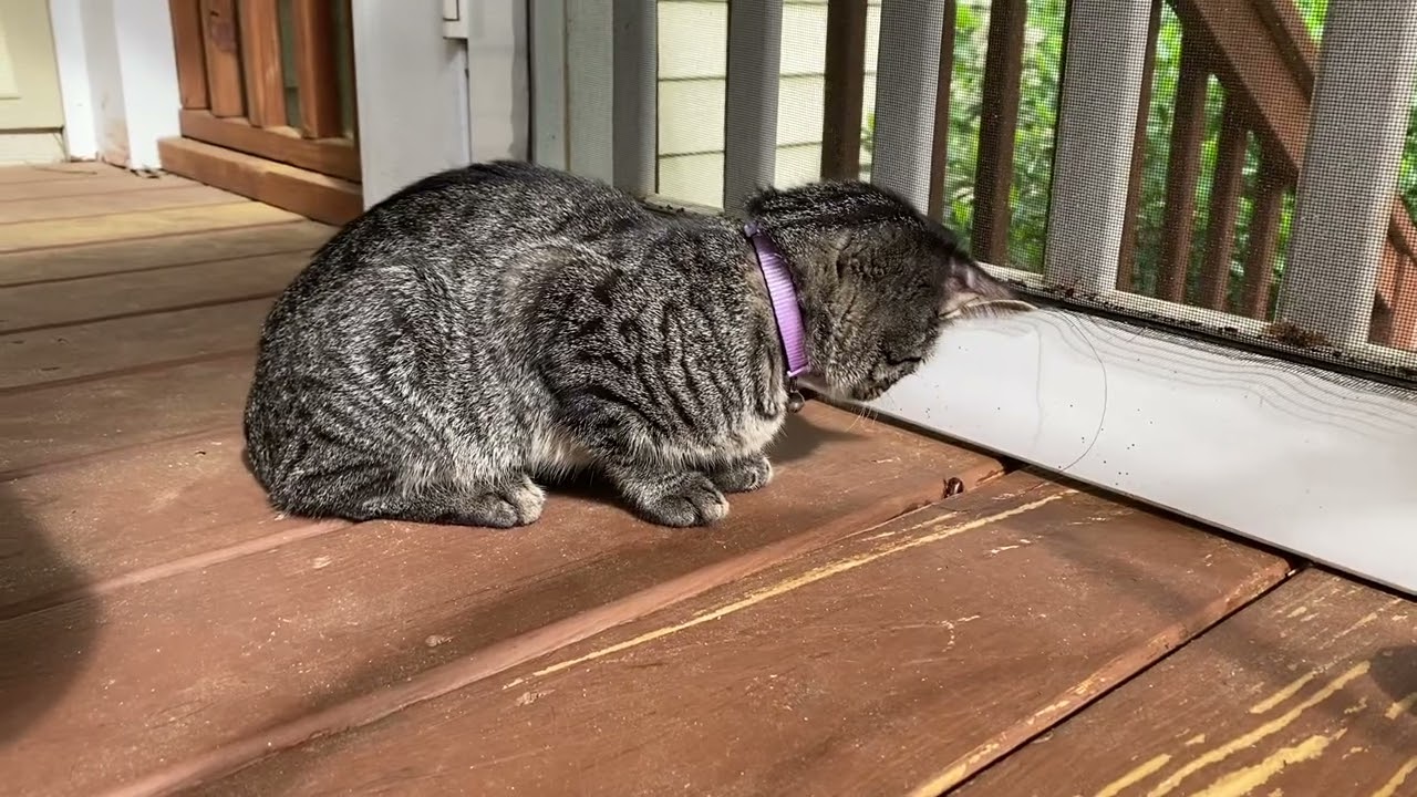 Maisey the cat checking out a beetle