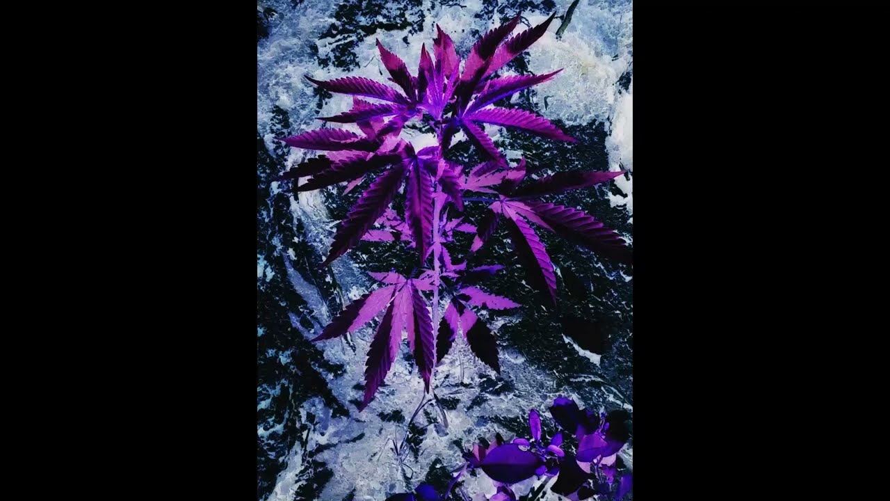 Galves - Fuga da Matrix