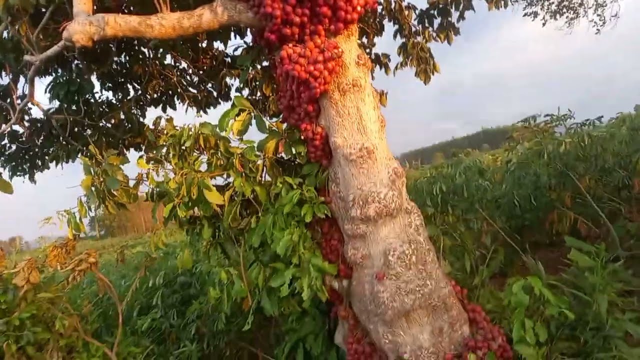 Phiêu Lưu Rừng Núi P27