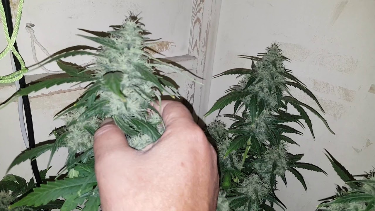 Sour Orange Diesel Kush Auto, Zombie Kush Bloom and a  Black D.O.G bloom. Mark