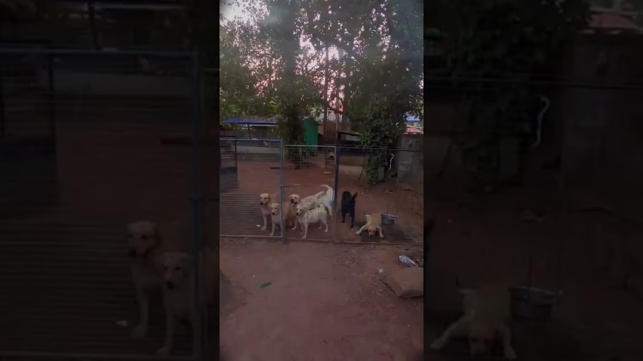 Labrador dog farm Gujarat