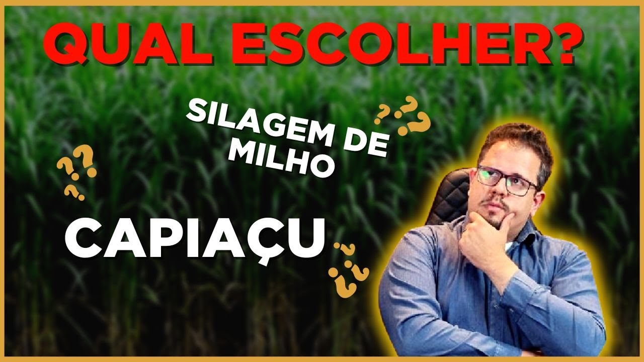 SILAGEM DE MILHO ou SILAGEM DE BRS CAPIAÇU, qual é melhor?