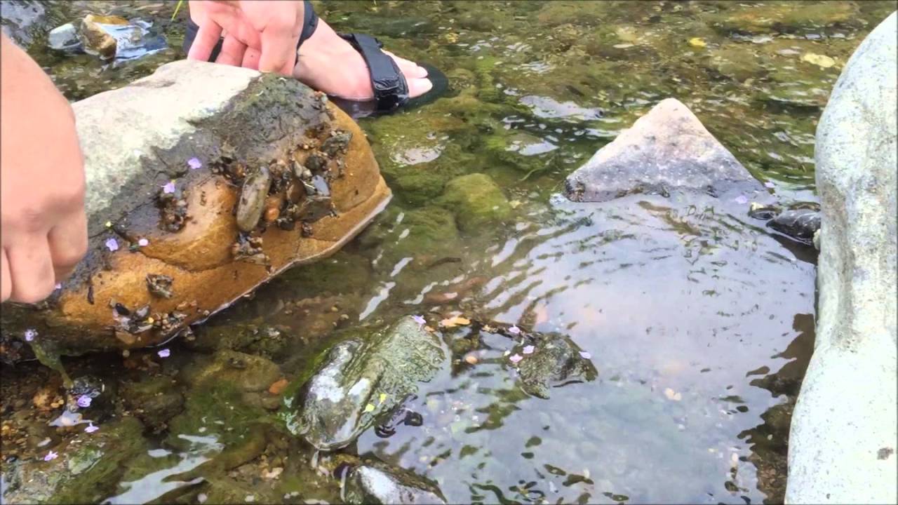 自作した網で魚捕り行ってきた！
