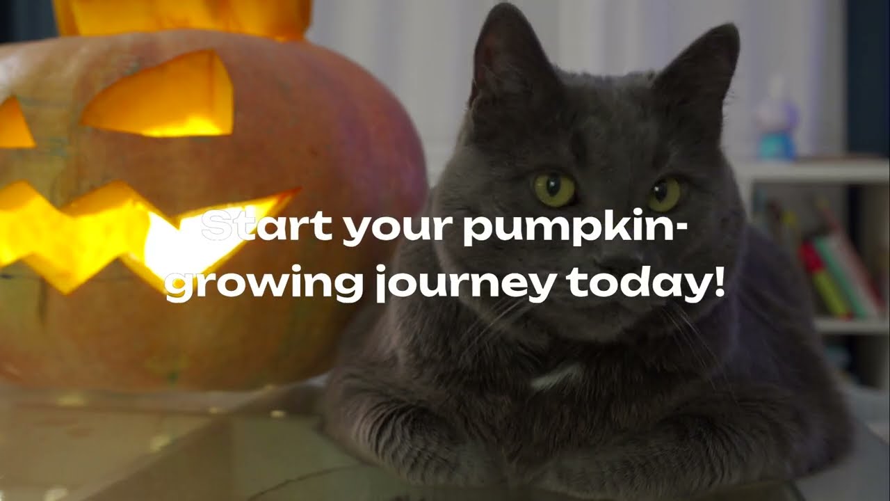 The Marvel of Cucurbit Pepo The Atlantic Giant Pumpkin