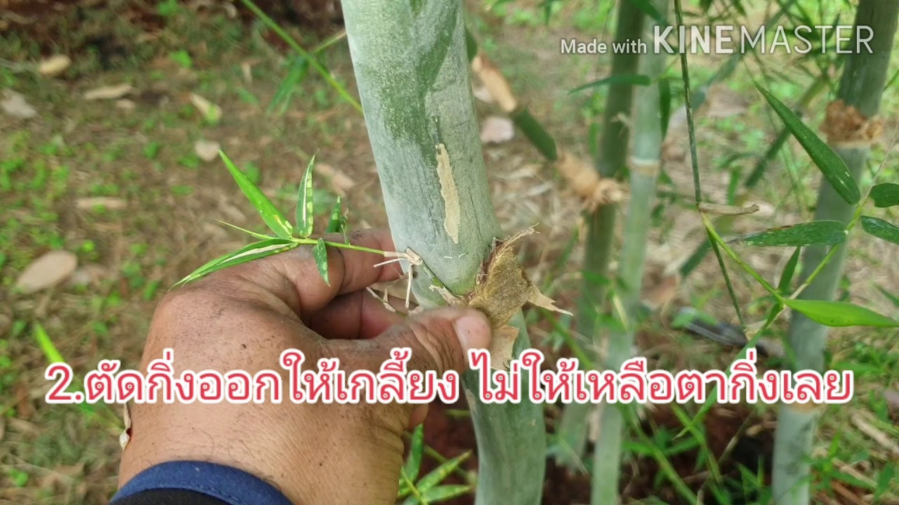 การแต่งกิ่งไผ่บงหวานเพชรน้ำผึ้ง มี 2 วิธี