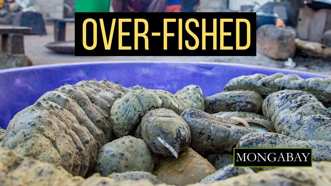 Madagascar's sea cucumber fisheries under threat from over-fishing