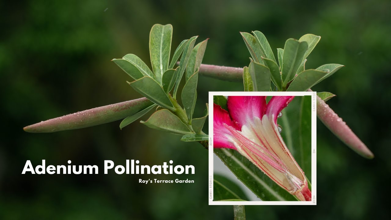 Adenium Pollination: How to Pollinate Your Desert Roses