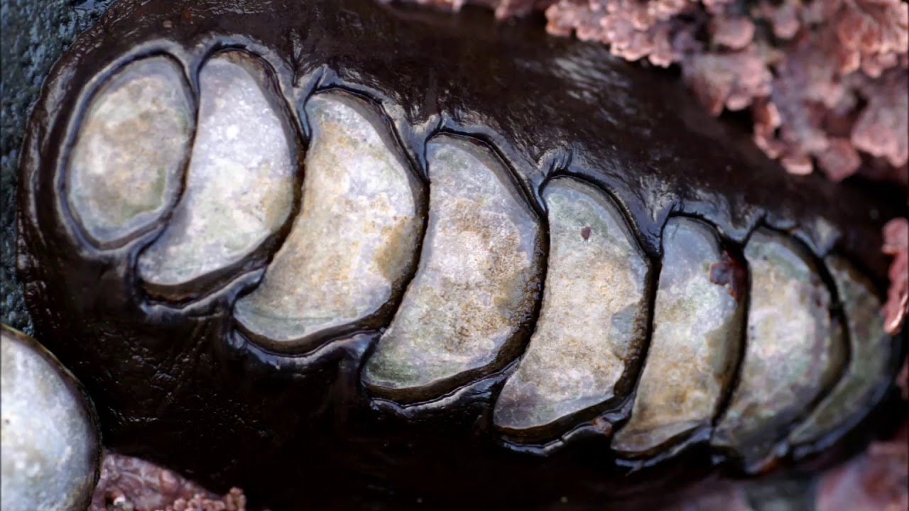 Traditional Foods   The Aleutian and Pribilof Islands Sea Urchins, Chitons and Limpets