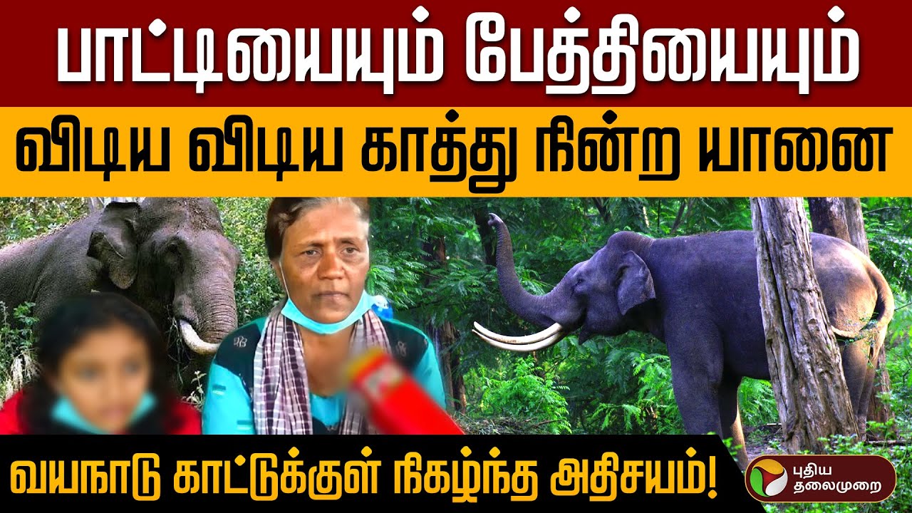 எங்கள ஏதும் பண்ணிடாத..,கைகூப்பிய பாட்டி..,காப்பாற்றிய யானை! | Elephant Protection | Wayanad | PTD