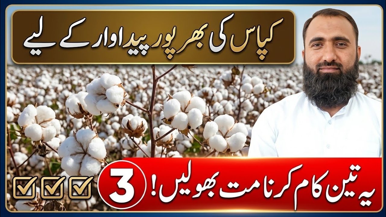 Three Keys to Increase Cotton Yield in Pakistan || Bilal Kanju Official
