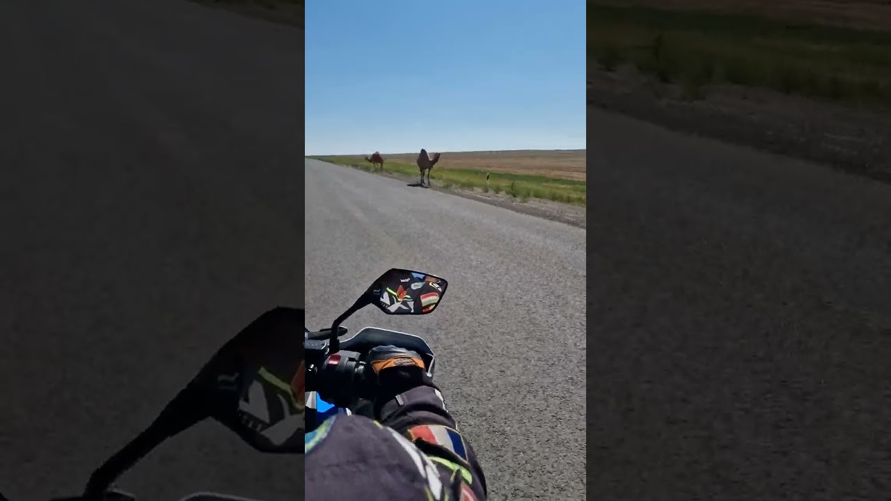 On the road in Kazakhstan con camelli #mototurismo