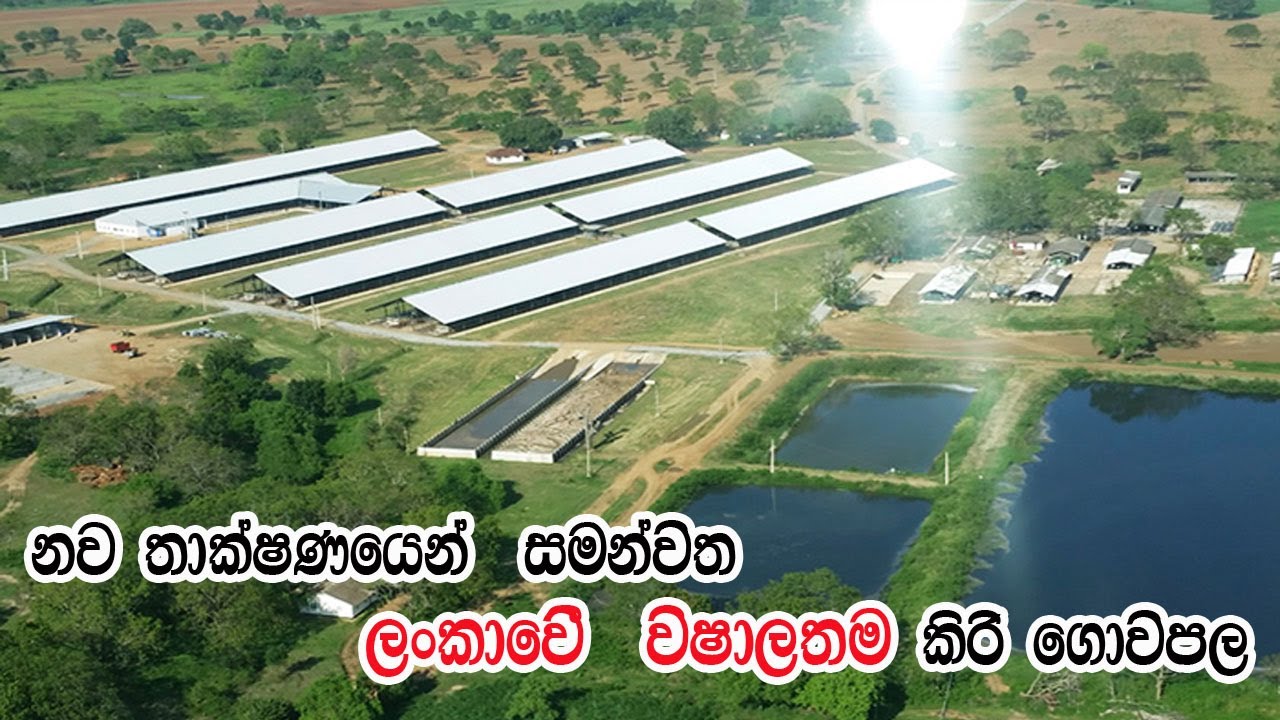 Asia Lagest Farm In Sri Lanka - Ridiyagma NLDB Farm  (Full Episode)