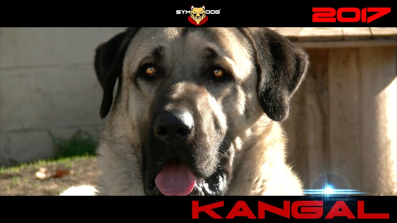 KANGAL