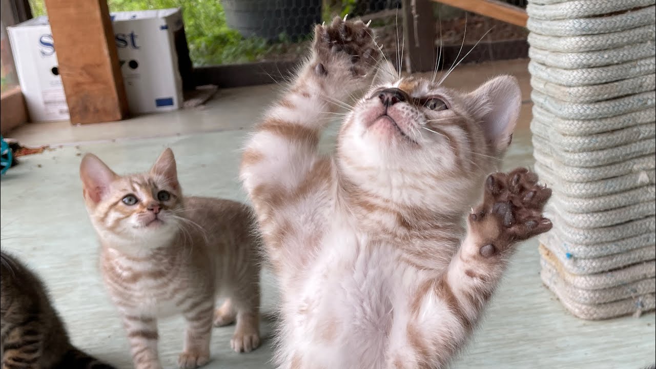 Watch Toyger kittens play for 5 minutes straight (Really Cute)