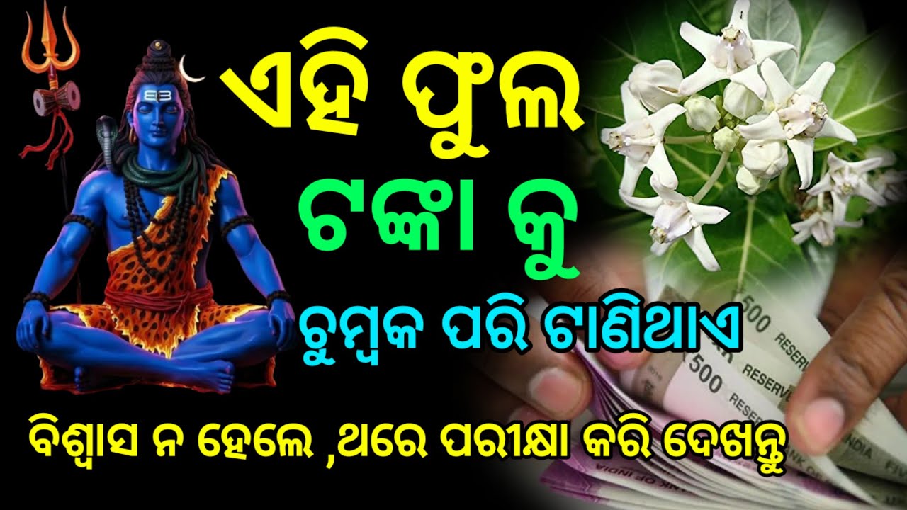 ଏହି ଫୁଲ ଟଙ୍କା କୁ ଚୁମ୍ଭକ ପରି ଟାଣିଥାଏ । ଧଳା ଅରଖ ଗଛର ଚମତ୍କାରୀ ଲାଭ । The Humans Journal / ଶ୍ୱତ ଅରଖ ଗଛ 