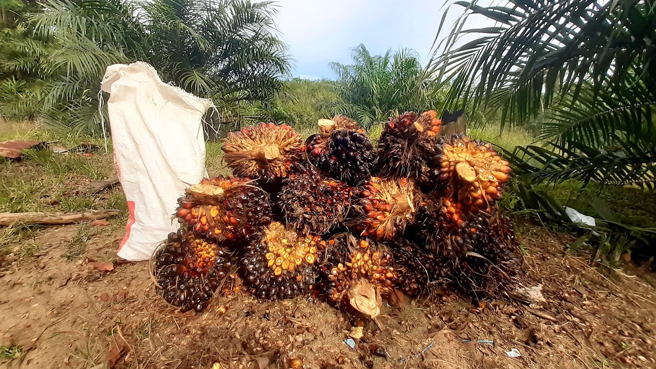 Makin Mantap Hasilnya, Panen Sawit Usia 27 Bulan