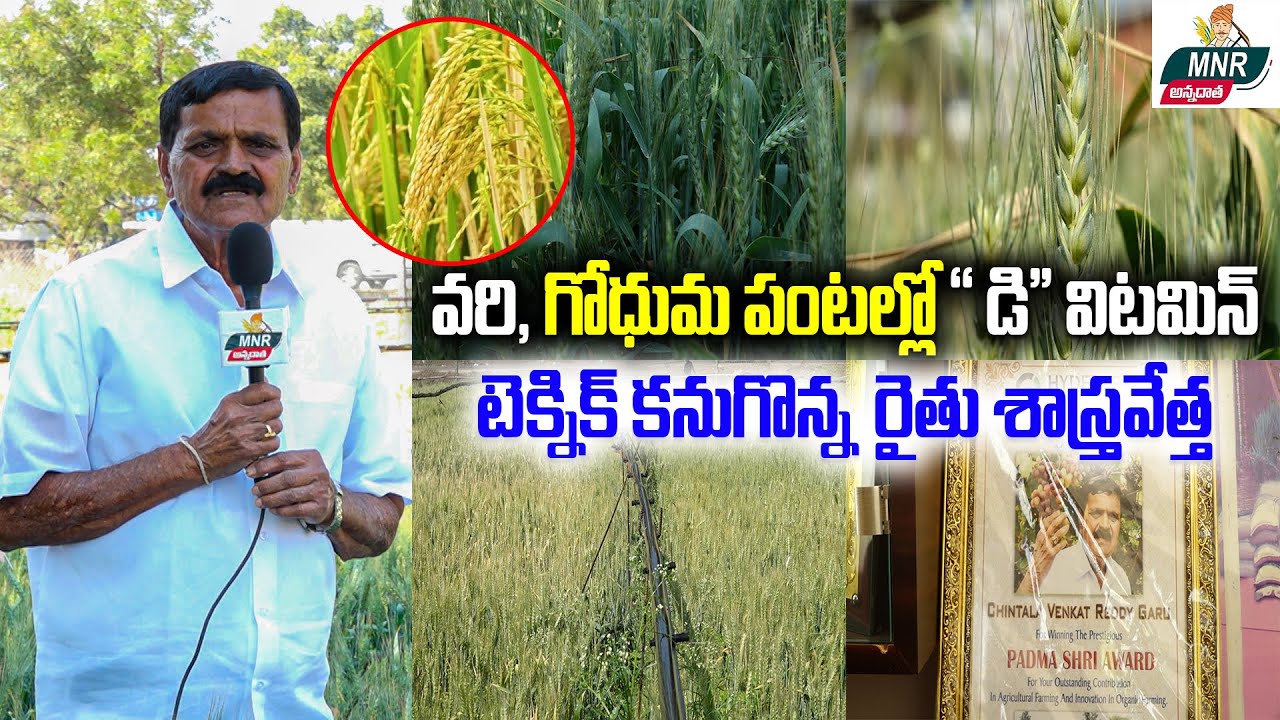వరి గోధుమ పంటల్లో 