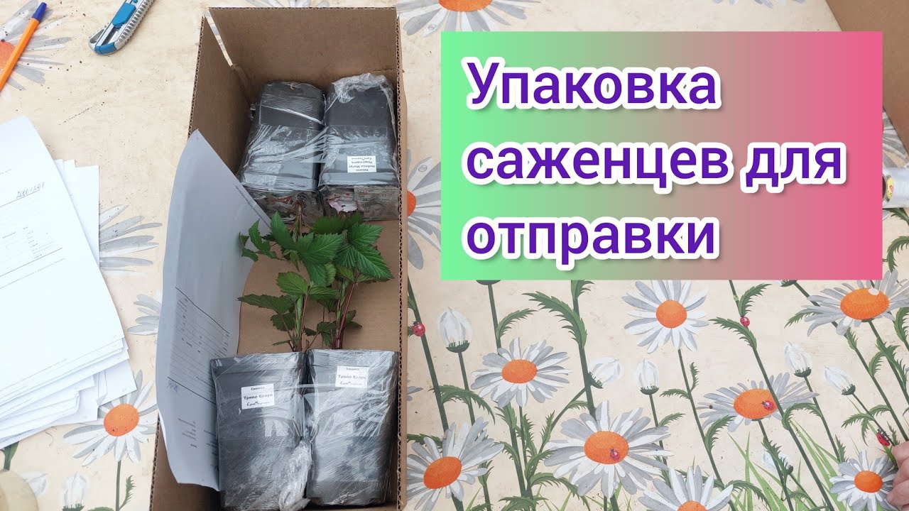 Как мы упаковываем саженцы для отправки в регионы