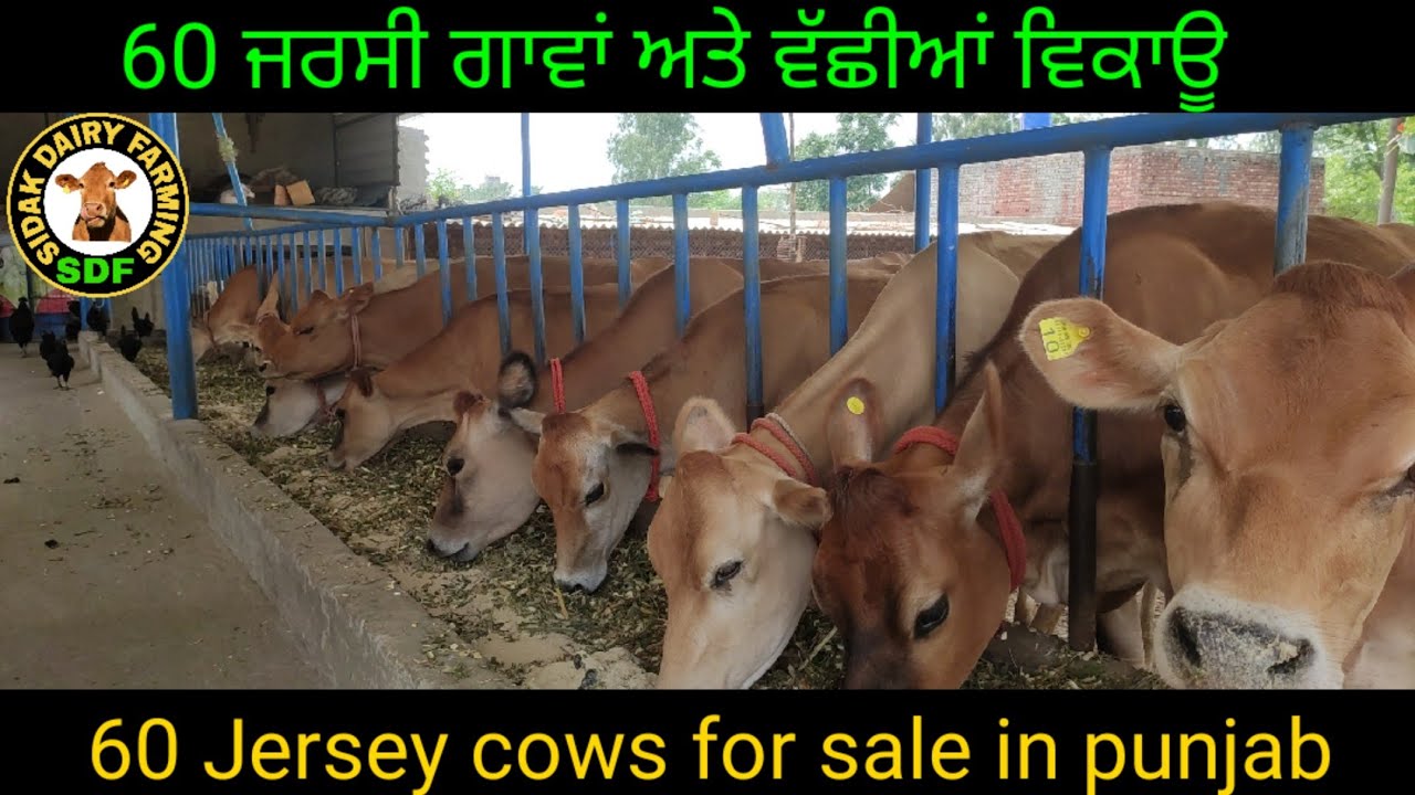 Top class Jersey cows farm, 60 ਜਰਸੀ ਗਾਵਾਂ ਅਤੇ ਵੱਛੀਆਂ ਵਿਕਾਊ