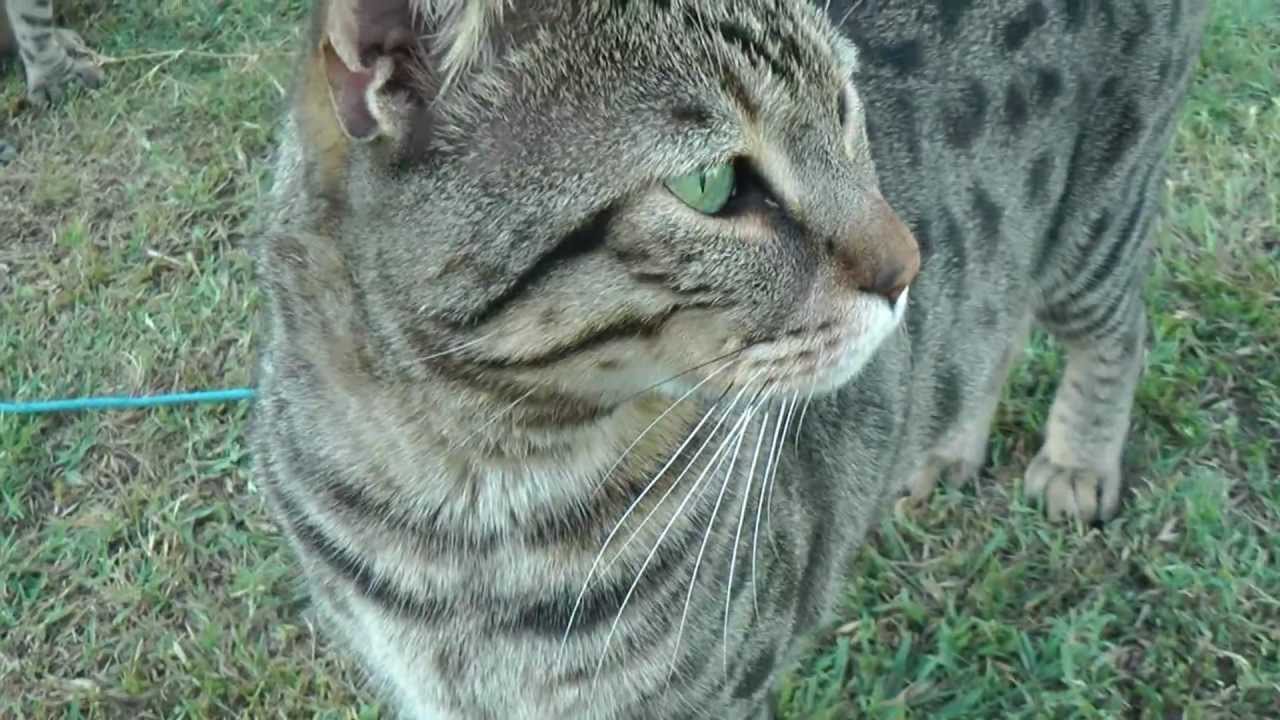 Lynx Hybrid - BIG CATS - Puma & Fox with Goliath in the Yard playing