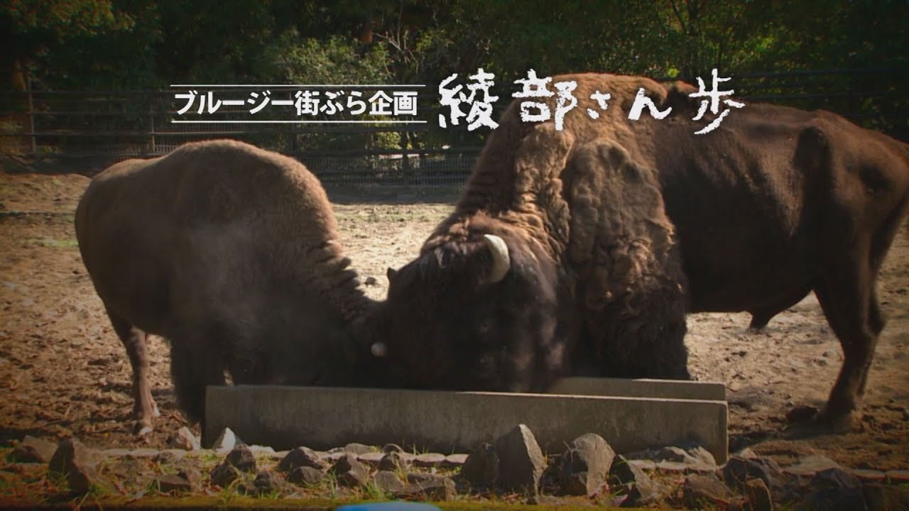 「#252 綾部さん歩③宮崎市フェニックス自然動物園」痛快！宮崎発のノンジャンルバラエティ番組！『JUNK.TV』