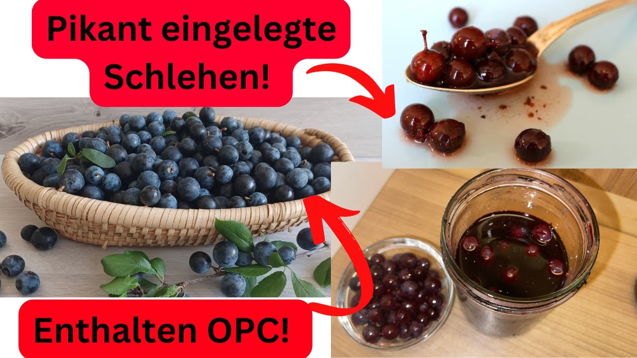 Schlehen: Die 
