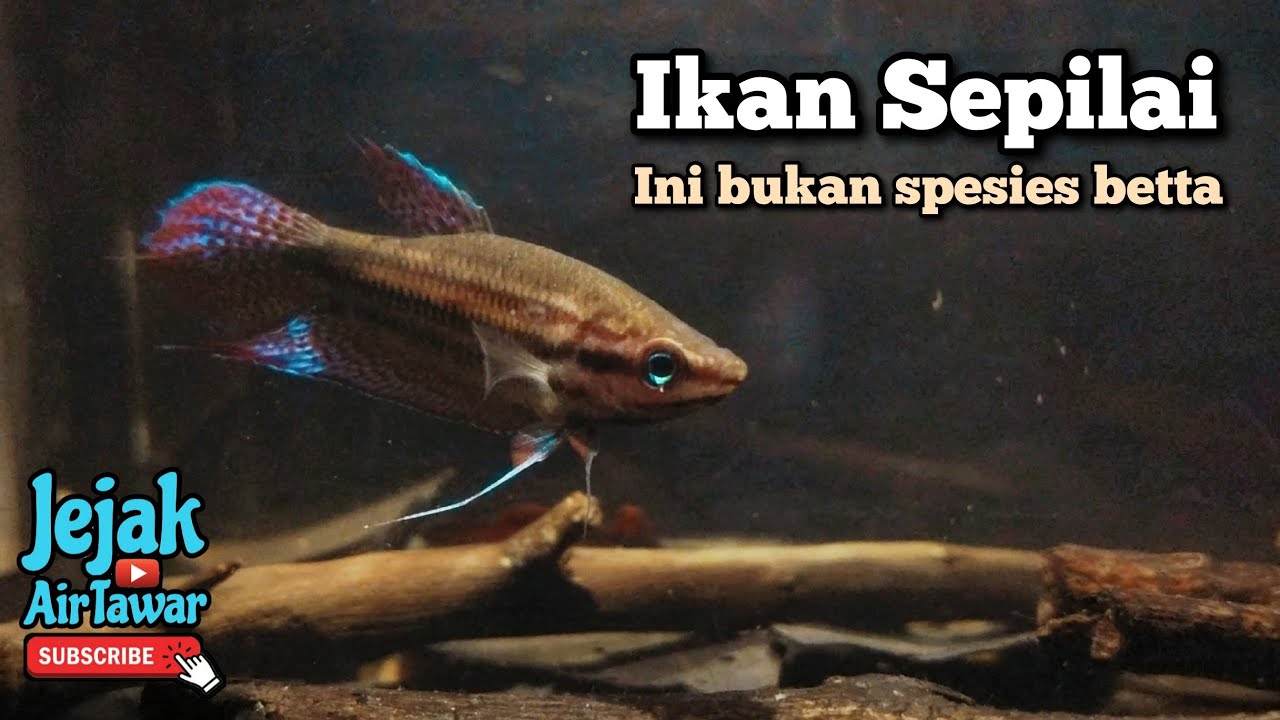 Kenali ikan sepilai