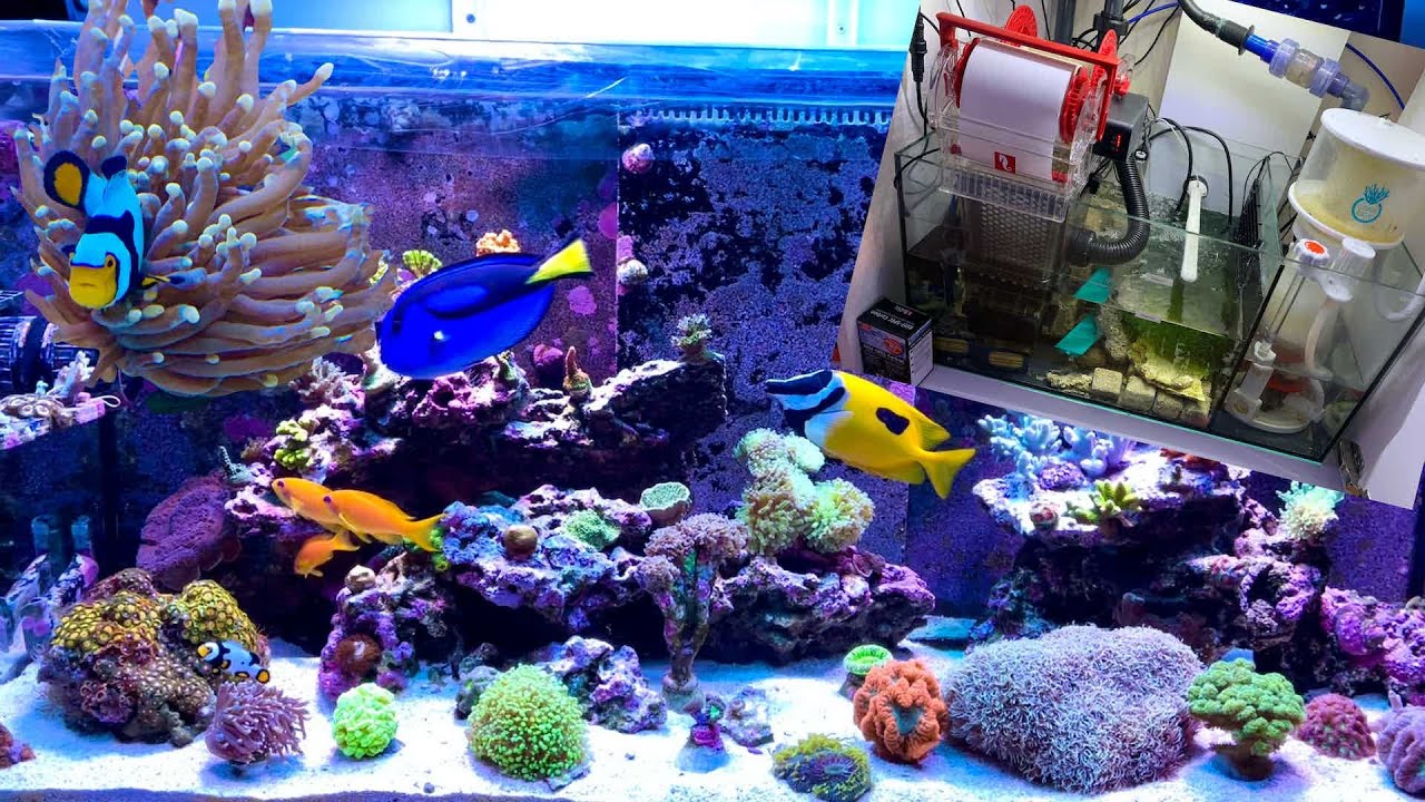 Reef Tank Update with Reefmat 500/New Plumbing and Chemi-clean Treatment- 9/2/22