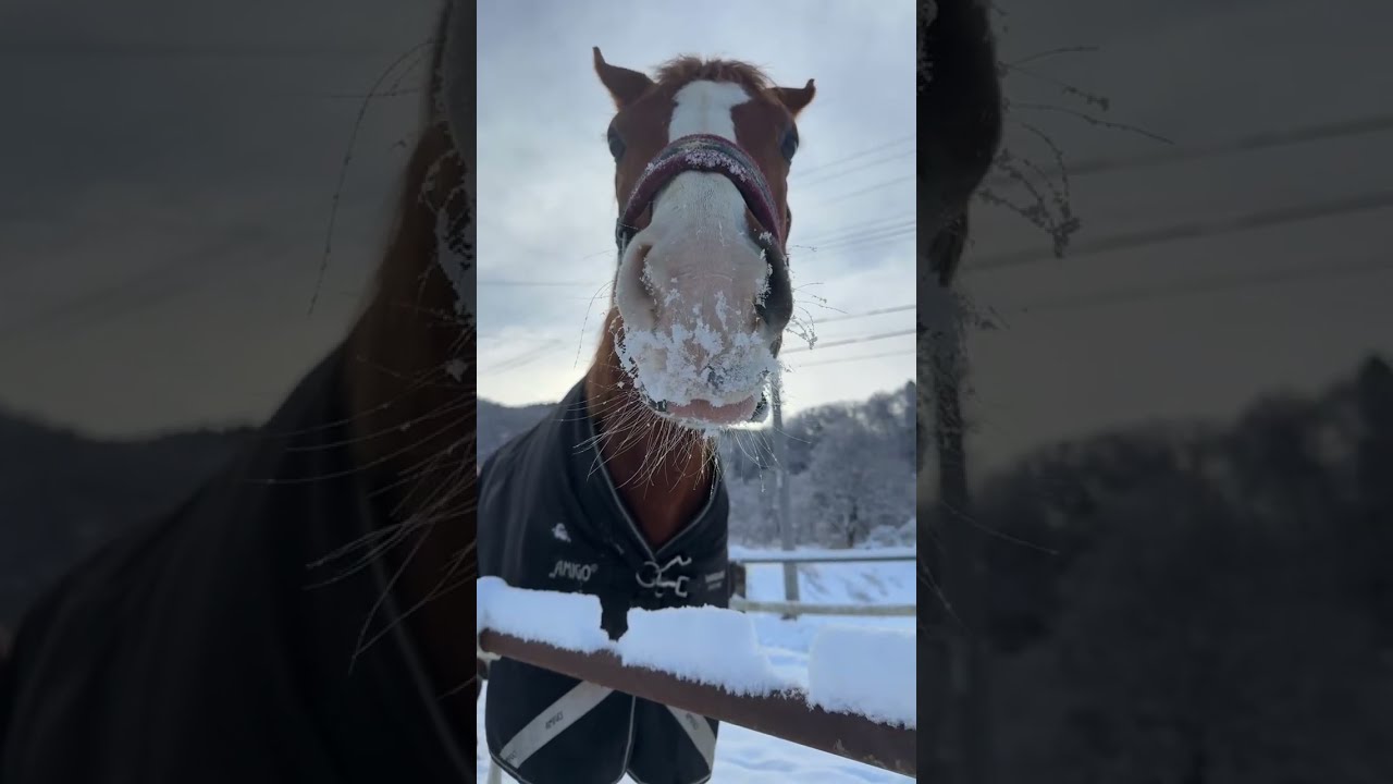 大寒波到来中🥶🐴