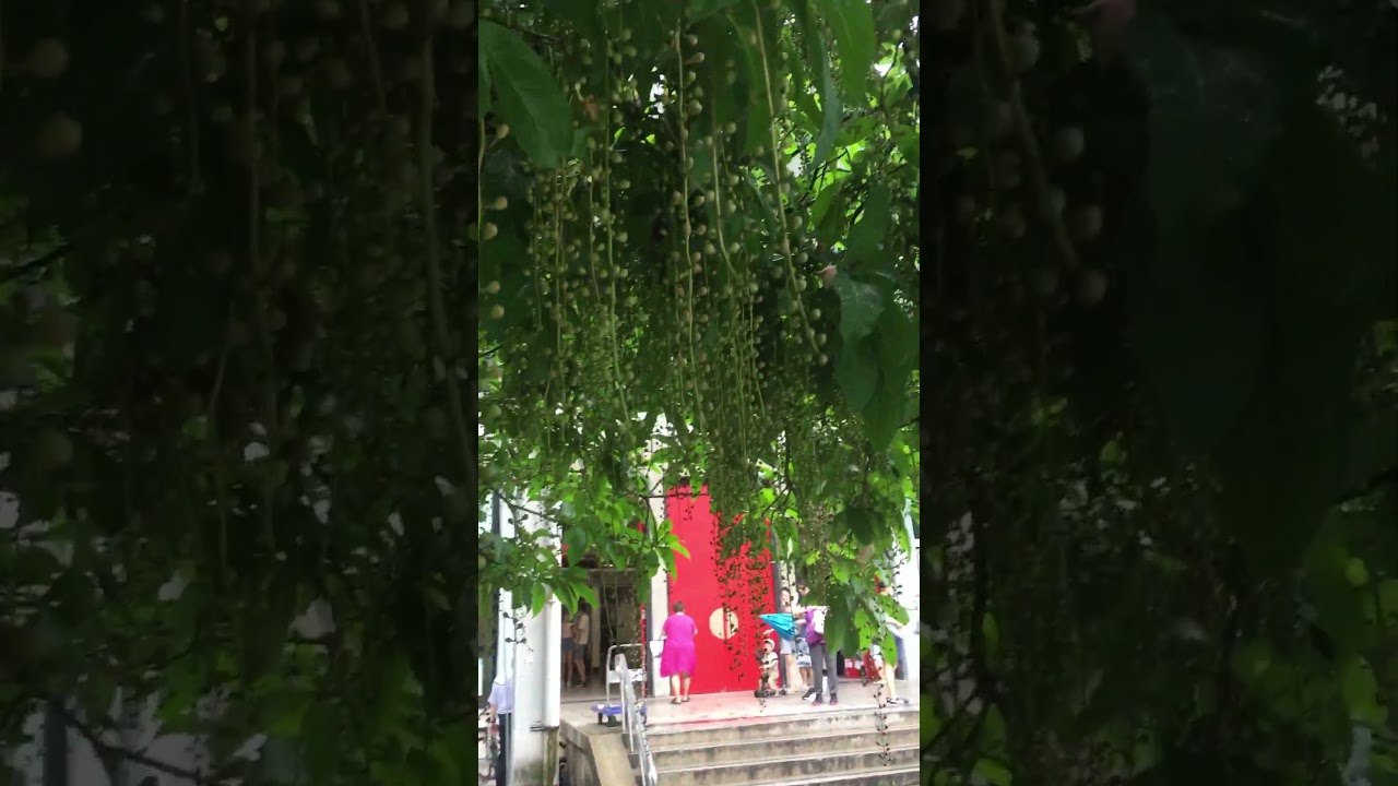 2023.06.11開花植物-穗花棋盤腳（玉蕊科）