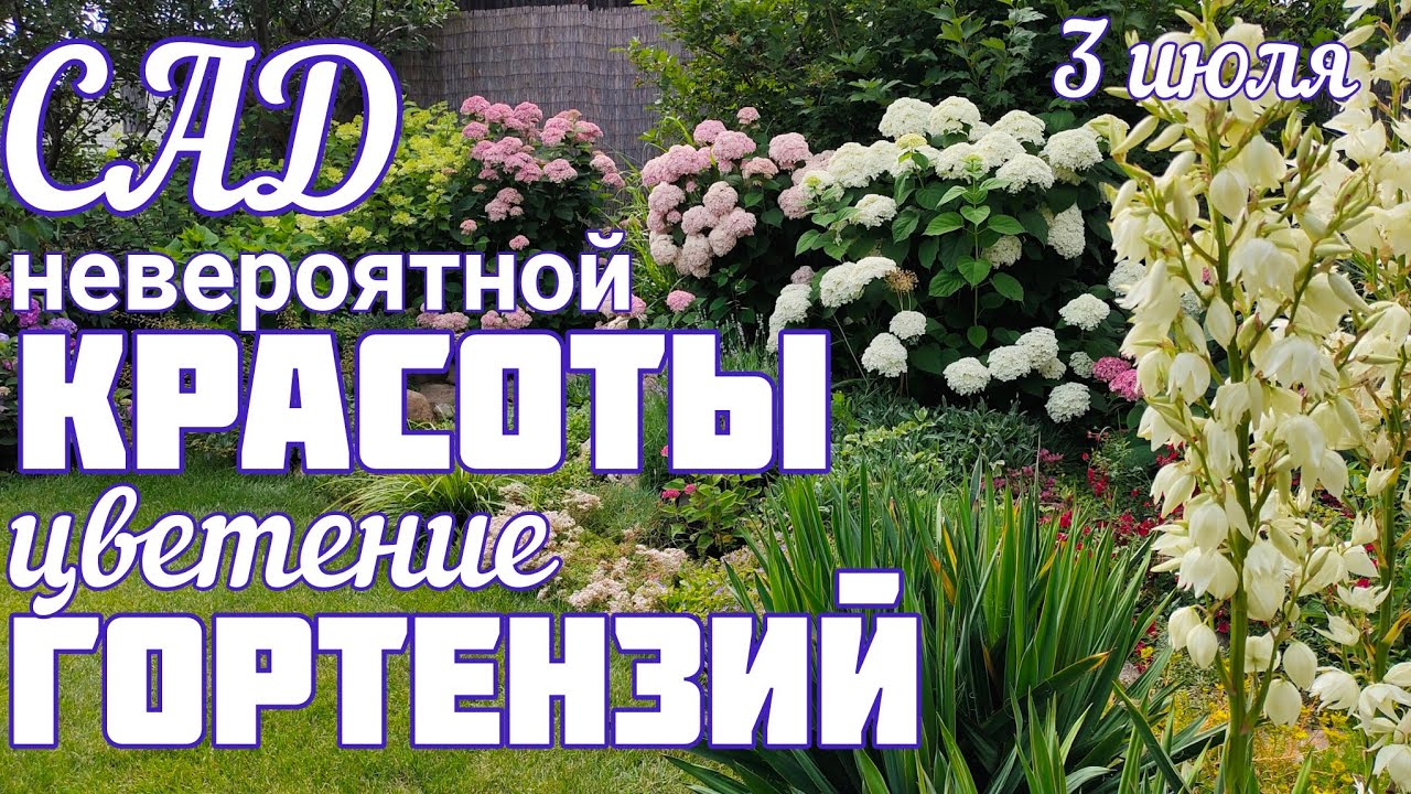 ЦВЕТЕНИЕ древовидных, крупнолистных ГОРТЕНЗИЙ 🌞 показываю СОРТА + СОВЕТЫ по уходу🌞3 июля.