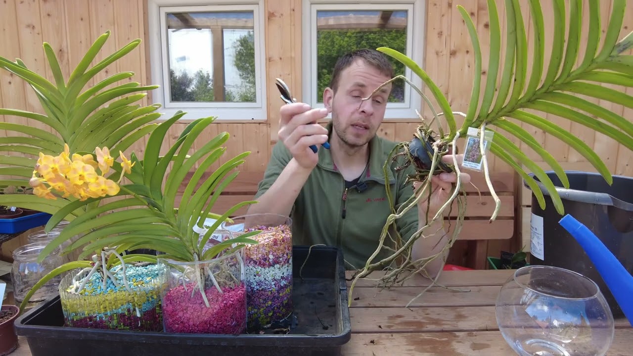 Piantare Renanthera storei x Vanda tessellata Cioccolato in Colomi   Orchideenhobby de