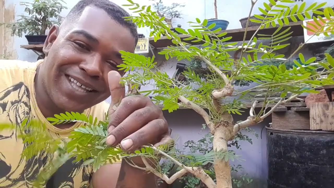 ATUALIZACAO BONSAI SOBRE PEDRA ,CALIANDRA SURINAMENSSE