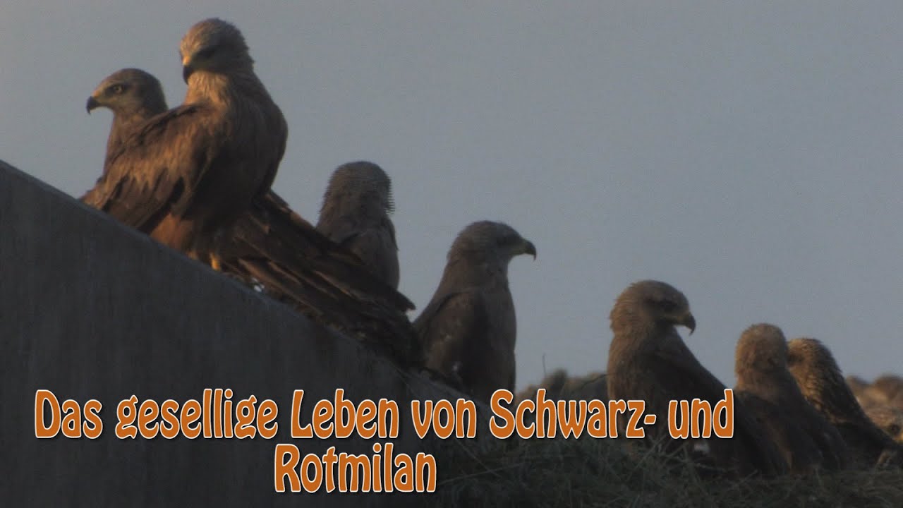 Die Zeit der jungen Milane und große Nahrungsengpässe- Das gesellige Leben von Schwarz- und Rotmilan