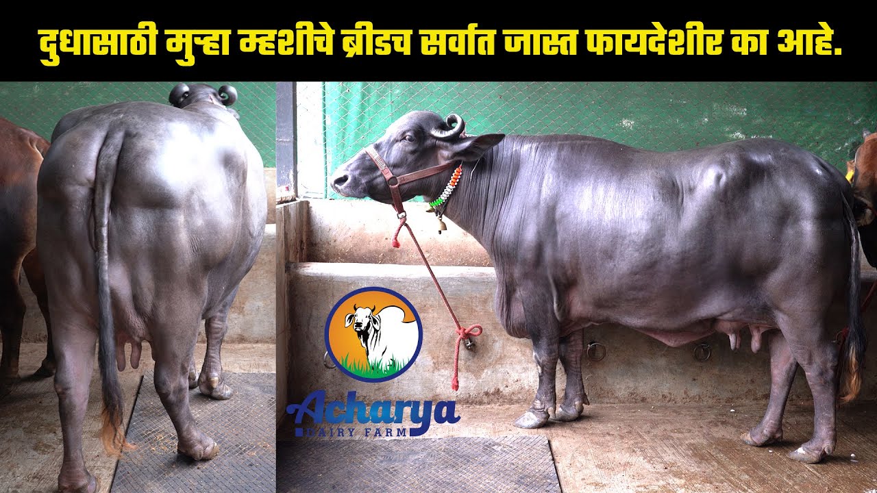 दुधासाठी मुऱ्हा म्हशीचे ब्रीडच सर्वात जास्त फायदेशीर का आहे जाणून घेऊ @AcharyaDairyFarm  कडून