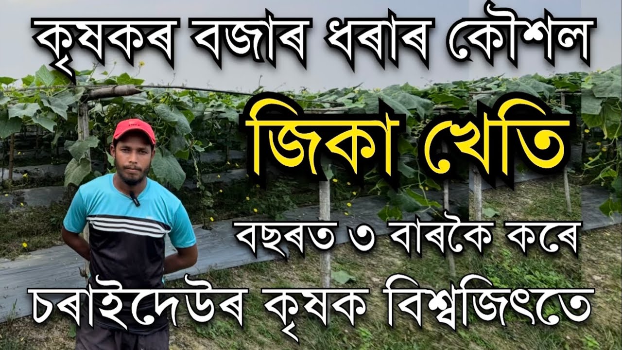 কৃষক বিশ্বজিৎৰ বজাৰ ধৰাৰ কৌশল। বছৰত ৩ বাৰকৈ কৰে জিকা খেতি Ridge Gourd farming in Assam।Jika Kheti।
