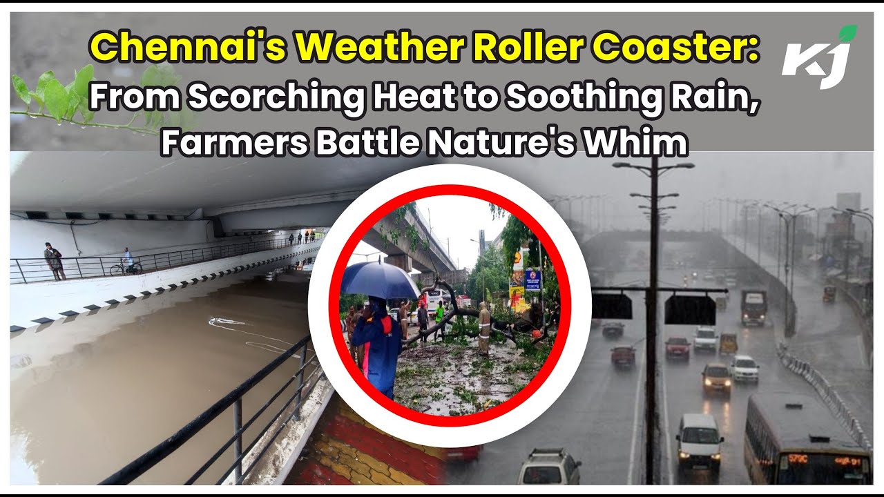 Chennai's Weather Roller Coaster: From Scorching Heat to Soothing Rain, Farmers Battle Nature Whims