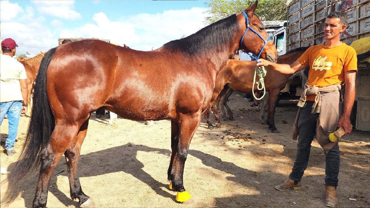 FEIRA DE CAVALOS EM CARUARU-PE  23-09-2025 